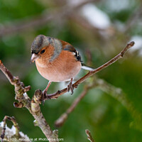 Buy canvas prints of Chaffinch perched on a tree branch by Steve Hughes
