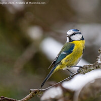 Buy canvas prints of Blue tit in a snowy tree by Steve Hughes