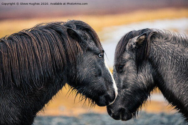 Two Icelandic Horses Picture Board by Steve Hughes