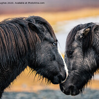 Buy canvas prints of Two Icelandic Horses by Steve Hughes