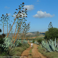 Buy canvas prints of A walk through the agave by Digby Merry