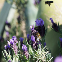 Buy canvas prints of Lavender and bees by Digby Merry