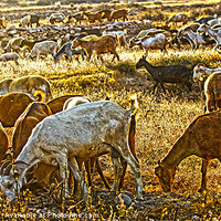 Buy canvas prints of Goats Grazing by Digby Merry