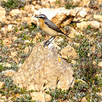 Buy canvas prints of Wheatear by Digby Merry