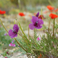 Buy canvas prints of Purple poppies by Digby Merry
