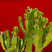 Buy canvas prints of Hospital Cactus by Digby Merry