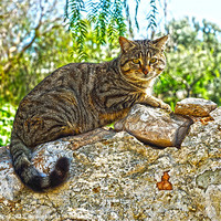 Buy canvas prints of Tabby cat by Digby Merry