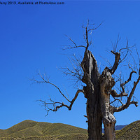 Buy canvas prints of Dead tree in the desert by Digby Merry