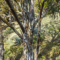 Buy canvas prints of Eucalyptus tree by Digby Merry