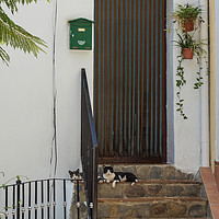 Buy canvas prints of Doorstep cats by Digby Merry