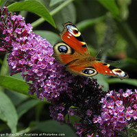 Buy canvas prints of Peacock Butterfly on Buddleia by Roger Butler