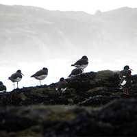 Buy canvas prints of Cornish Oystercatcher Spindrift by Roger Butler
