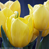 Buy canvas prints of Yellow Tulips - Side View by Roger Butler