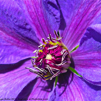 Buy canvas prints of Clematis - Mrs N Thompson by Roger Butler