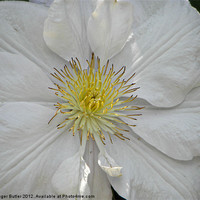 Buy canvas prints of Clematis - Mrs George Jackman by Roger Butler