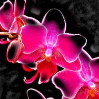 Buy canvas prints of Neon Orchid by Roger Butler