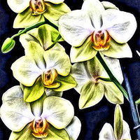 Buy canvas prints of Yellow Orchids in Relief by Roger Butler