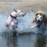 Buy canvas prints of Lurchers Racing Through the Shallows by Roger Butler