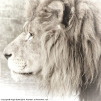 Buy canvas prints of The Lion King by Roger Butler