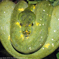 Buy canvas prints of Green Tree Python by Roger Butler