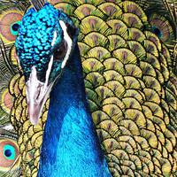 Buy canvas prints of Peacock Closeup by Roger Butler