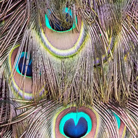 Buy canvas prints of Peacock Tail Abstract by Roger Butler