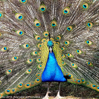 Buy canvas prints of Peacock Breeding Display by Roger Butler