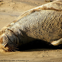 Buy canvas prints of Seal Just Chilling ! by Roger Butler