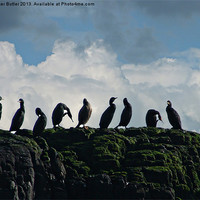 Buy canvas prints of Ten Little Cormorants Sitting On a Wall by Roger Butler