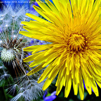 Buy canvas prints of Dandelions Old & New by Roger Butler