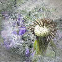Buy canvas prints of The Dandelion Cracked by Roger Butler