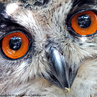 Buy canvas prints of Eagle Owl Closeup by Roger Butler