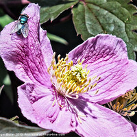 Buy canvas prints of Pink Clematis - Greenbottle by Roger Butler
