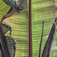 Buy canvas prints of Beneath a Banana Leaf by Roger Butler