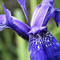 Buy canvas prints of Blue Iris by Roger Butler