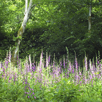 Buy canvas prints of Foxglove Glade by Roger Butler