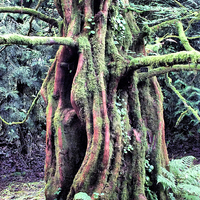 Buy canvas prints of The Old Man of the Forest by Roger Butler