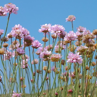 Buy canvas prints of Cornish Pink Thrift by Roger Butler