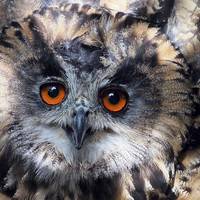 Buy canvas prints of   European Eagle Owl by Roger Butler