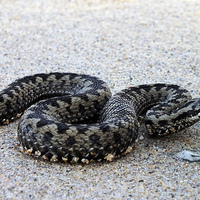 Buy canvas prints of  Adder on a Cornish Beach by Roger Butler