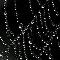 Buy canvas prints of Droplets by Mikaela Fox