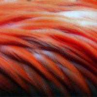 Buy canvas prints of Flamingo in Abstract by Mikaela Fox