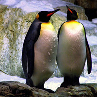 Buy canvas prints of Penguin Partners by Mikaela Fox