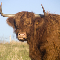 Buy canvas prints of A Highland cow, Highland Cattle by Simon Armstrong