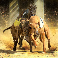 Buy canvas prints of May the best dog win by Alan Mattison