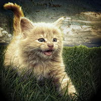 Buy canvas prints of Kitten in the grass by Alan Mattison