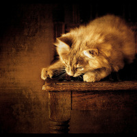 Buy canvas prints of  Kitten on a chair by Alan Mattison