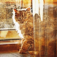 Buy canvas prints of  Kitten by the curtains by Alan Mattison