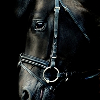 Buy canvas prints of  Stallion portrait by Alan Mattison