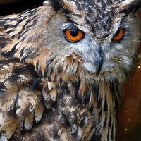 Buy canvas prints of  Night owl by Alan Mattison